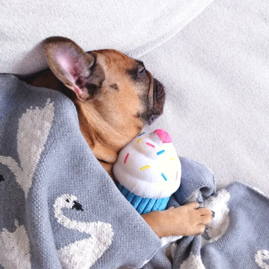 Cupcake Dog Toy